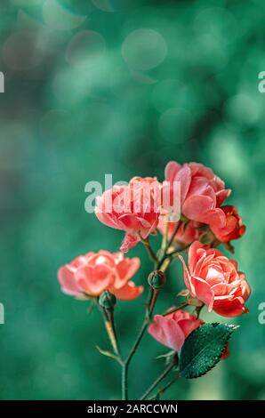 Piccoli fiori di Rosa Rose in giardino. Gocce di rugiada su petali. Piccole rose fiorite. Close-up, il fuoco selettivo. Foto Stock