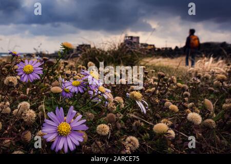 Grandangolo di una persona che camminano tra la fioritura Fiori Kalimeris in Corea del Sud Foto Stock