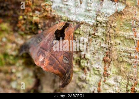 Peacock Silkmoth - Automeris amanda, grande e bella falena dalle foreste del Sud America, versante andino orientale, Wild Sumaco Lodge, Ecuador. Foto Stock