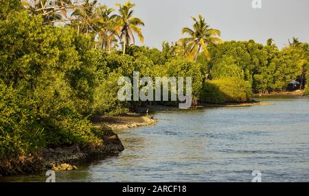 Un colpo panoramico di alberi di mangrovie, palme da cocco, cielo blu e backwaters