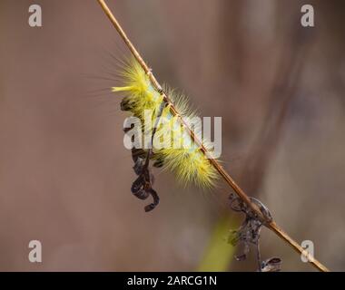 orso giallo lanoso, orso giallo caterpillar Foto Stock