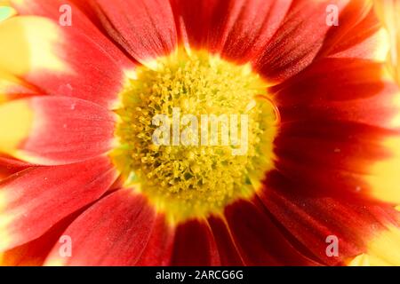 makro da fiore rosso e giallo Foto Stock