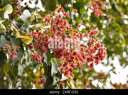 Albero di Firethorn, pyracantha, foglie verdi e fiori rossi Foto Stock