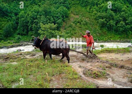 Bidur, Nepal - 13 luglio 2004: Contadino non identificato con aratro buoi preparare il campo per la coltivazione del riso Foto Stock