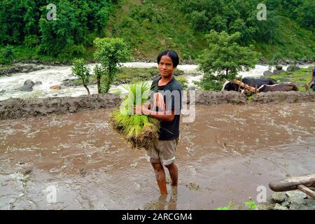 Bidur, Nepal - 13 luglio 2004: Giovane contadino non identificato con piante di riso per la coltivazione Foto Stock