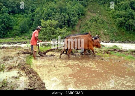 Bidur, Nepal - 13 luglio 2004: Contadino non identificato con aratro buoi preparare il campo per la coltivazione del riso Foto Stock