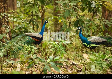 Primo piano di splendido uccello colorato pavone nella foresta profonda Foto Stock