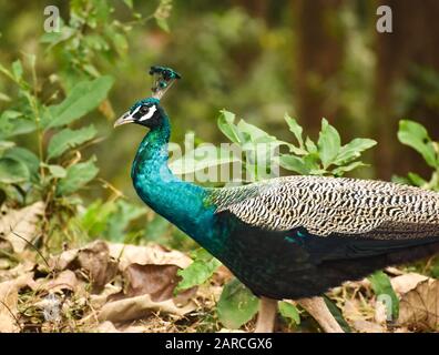 Primo piano di splendido uccello colorato pavone nella foresta profonda Foto Stock