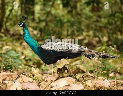 Primo piano di splendido uccello colorato pavone nella foresta profonda Foto Stock