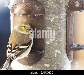 Giallo Finch mangiare un seme di girasole mentre appollaiato su un alimentatore di uccelli Foto Stock
