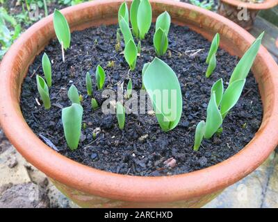 Primo piano di un vaso di ceramica in un giardino inglese a fine gennaio, quando il primo fogliame da alcuni bulbi tulipani sta emergendo dal suolo. Foto Stock