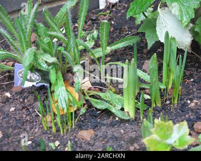 The first signs of spring in an English garden when the green shoots of bulbs and perennials are pushing through the dark soil; January 2020 Foto Stock