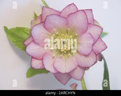 Primo piano del fiore dainty di un hellebore di fioritura invernale con petali rosa pallido tinged in un più profondo rosa intorno ai bordi. Foto Stock