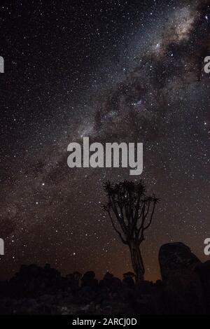 Bella scena di modo lattiginoso sulla foresta di alberi Fremere in Namibia. Foto Stock