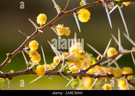 Fiori gialli piccoli su una pianta macchiata del mandrino durante un safari del cespuglio in namibia, africa Foto Stock
