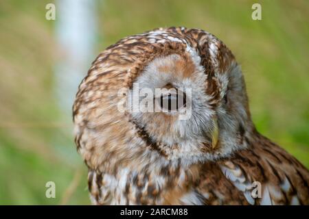Ritratto di un gufo bruno (Strix aluco) Foto Stock