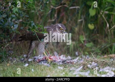 Sparrowhawk, Accipiter nisus, singola femmina adulta a terra con Piccione Ferale appena ucciso. Preso Lea Valley, Essex, Regno Unito. Foto Stock