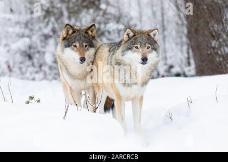 Due splendidi lupi in un freddo paesaggio invernale Foto Stock