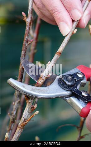 Propagazione Ribes nigrum. Prendendo talee di legno duro dalla macchia di frutta di ribes nero dormiente in inverno. REGNO UNITO Foto Stock