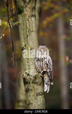 Composizione verticale di gufo selvatico in bosco con spazio copia Foto Stock