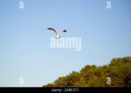 Un gabbiano vola sulla spiaggia sul Mar Baltico Foto Stock