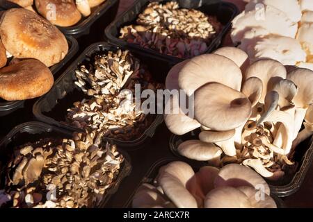 Varietà di funghi freschi in un mercato all'aperto Foto Stock