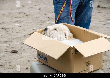 Un piccolo cucciolo assonnato in un cartone sul mercato animale a Otavalo, Ecuador. Foto Stock