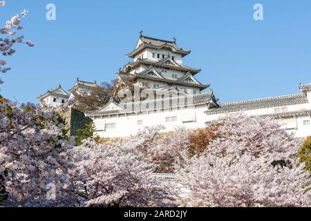 Popolare destinazione turistica, il castello di Himeji mantenere in Giappone, torreggiando su fiori di ciliegio primavera sullo sfondo di cielo blu chiaro. Foto Stock