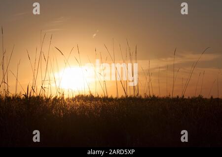 Tramonto su erba graminacee campo silhouette Foto Stock