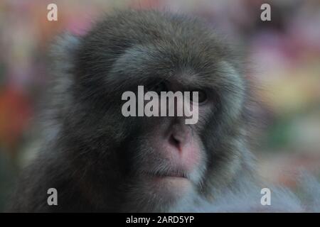 Extreme primo piano ritratto di Macaque giapponese Foto Stock