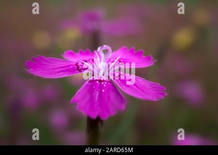 Primo piano fiore rosa nubile Foto Stock