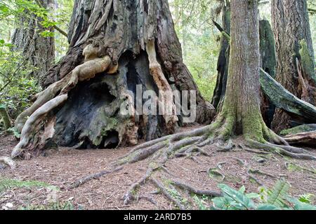 Redwood 'Sequoia sempervirens' albero, fuoco scarred base. Foto Stock