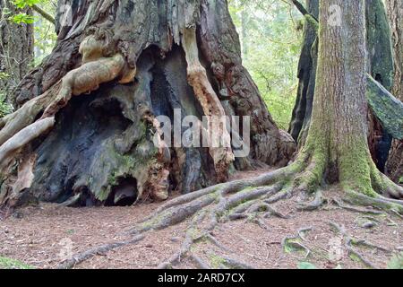 Redwood 'Sequoia sempervirens' albero, fuoco scarred base. Foto Stock