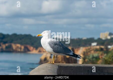 Gabbiano a gambe gialle arroccato sulla punta sopra Praia da Rocha nell'Algarve Portogallo Foto Stock