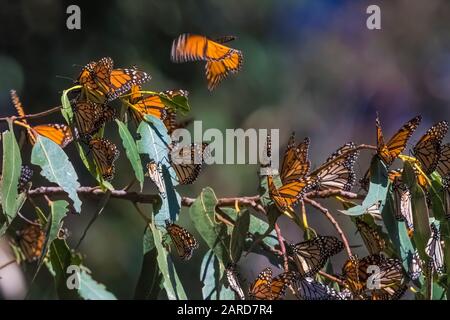 Monarch Butterflies, Danaus plexippus, che si intrometterà in una densa concentrazione al Pismo Beach Monarch Butterfly Grove, Pismo Beach, California, Stati Uniti Foto Stock