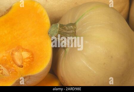 ZUCCHE INTERE E METÀ DI BUTTERNUT (CURCURBITA MOSCHATA) NOTE ANCHE COME ZUCCA BUTTERNUT. CUCURBITACEAE Foto Stock