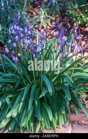 BLUEBELLS COMUNE, CONOSCIUTO ANCHE COME BLUEBELLS SPAGNOLO Foto Stock