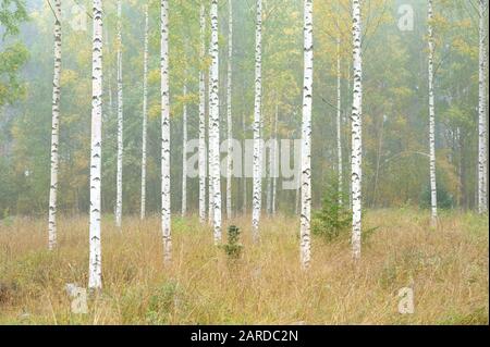 Autunno foresta e betulle Foto Stock