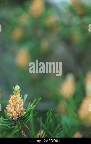 Coni maschi di pino scozzese Foto Stock