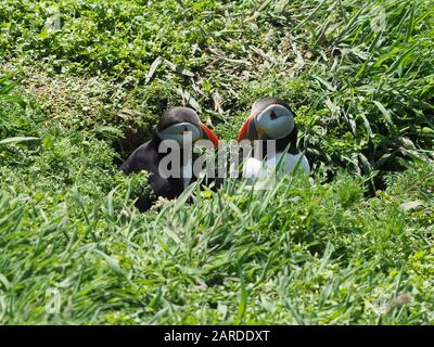 Coppia di pulcinelle, Fratercula arctica, nella loro burrow sull'isola di Skomer, Pembrokeshire, Galles occidentale Foto Stock