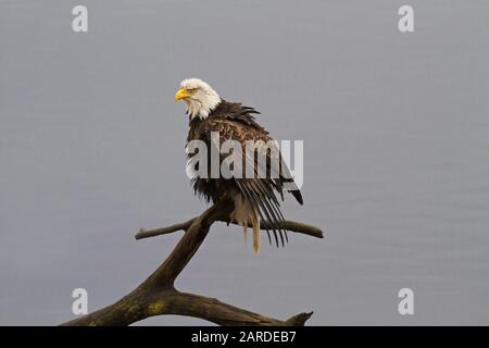 Guardando bagnato, grumpy, frazzled, appollaiato Bald Eagle scuote per asciugare le piume umide su una mattina grigia inverno Foto Stock