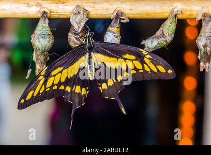 closeup di un re farfalla swallowtail con coconi, popolare allevamento di animali domestici in entomocultura Foto Stock
