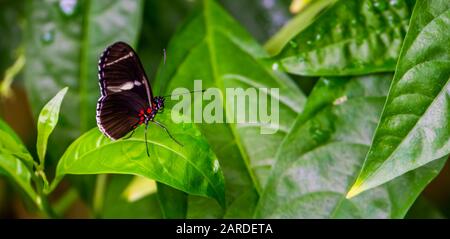 Vista laterale di una farfalla Sara longwing, specie di insetti tropicali dal bacino amazzonico dell'America Foto Stock