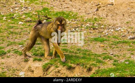 Ritratto di una maque a sud della coda di maiale a piedi, specie di primate vulnerabile dall'Asia Foto Stock