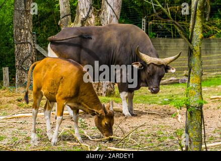 Bel ritratto di una mucca banteng e toro insieme nel pascolo, specie animale Endagered dall'Indonesia Foto Stock