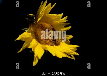 Girasole singolo raggedy in nero e giallo monocromatico. Foto Stock