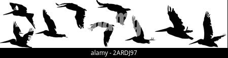 Pellicani in volo silhouette nere grafica vettoriale Illustrazione Vettoriale