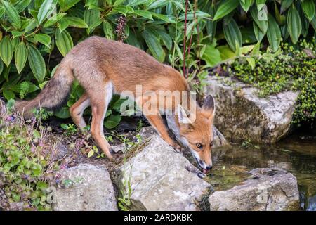 Wild Red Fox (Vulpes vulpes) in calda giornata estiva bere da uno stagno, fotografato vicino Godalming, Inghilterra Foto Stock