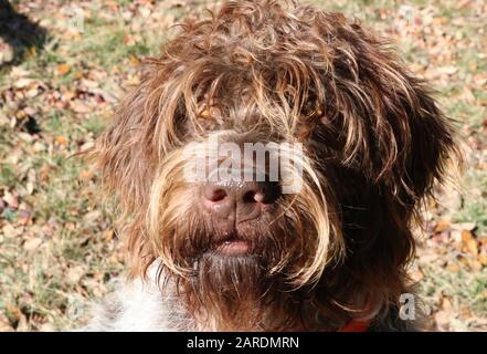 Ritratto di una griffon o di Korthals di punta a filo-capelli adulti Foto Stock