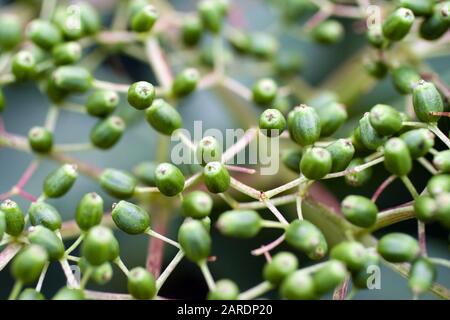 Verde sambuco matura in natura. Foto Stock